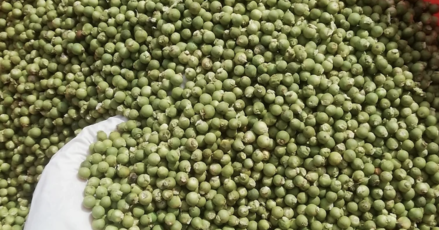 Vietnam’s green pepper export price jumps 1,300%, outpacing black pepper