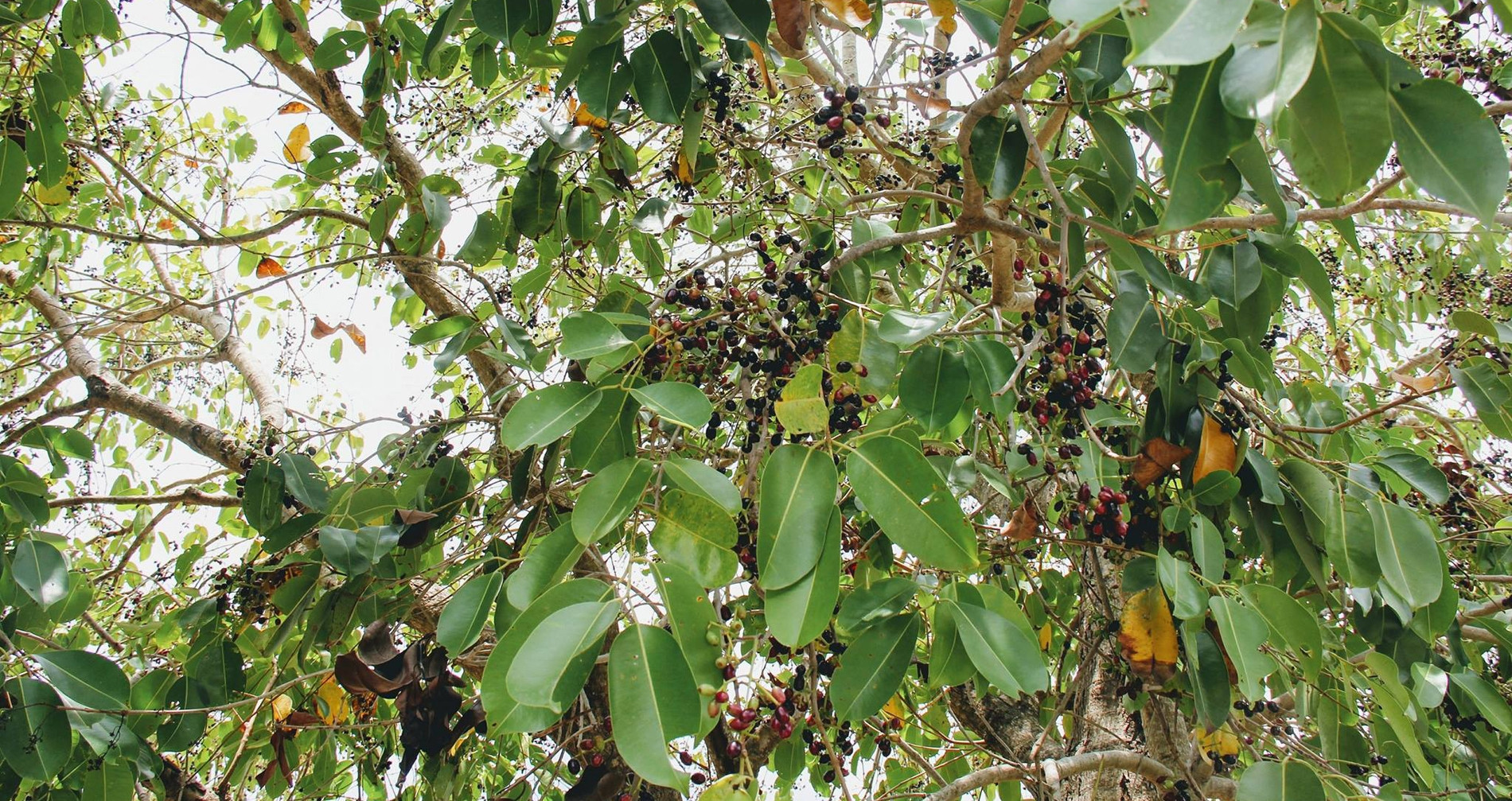 Jamun frenzy in An Giang: Black-staining fruit sparks local obsession