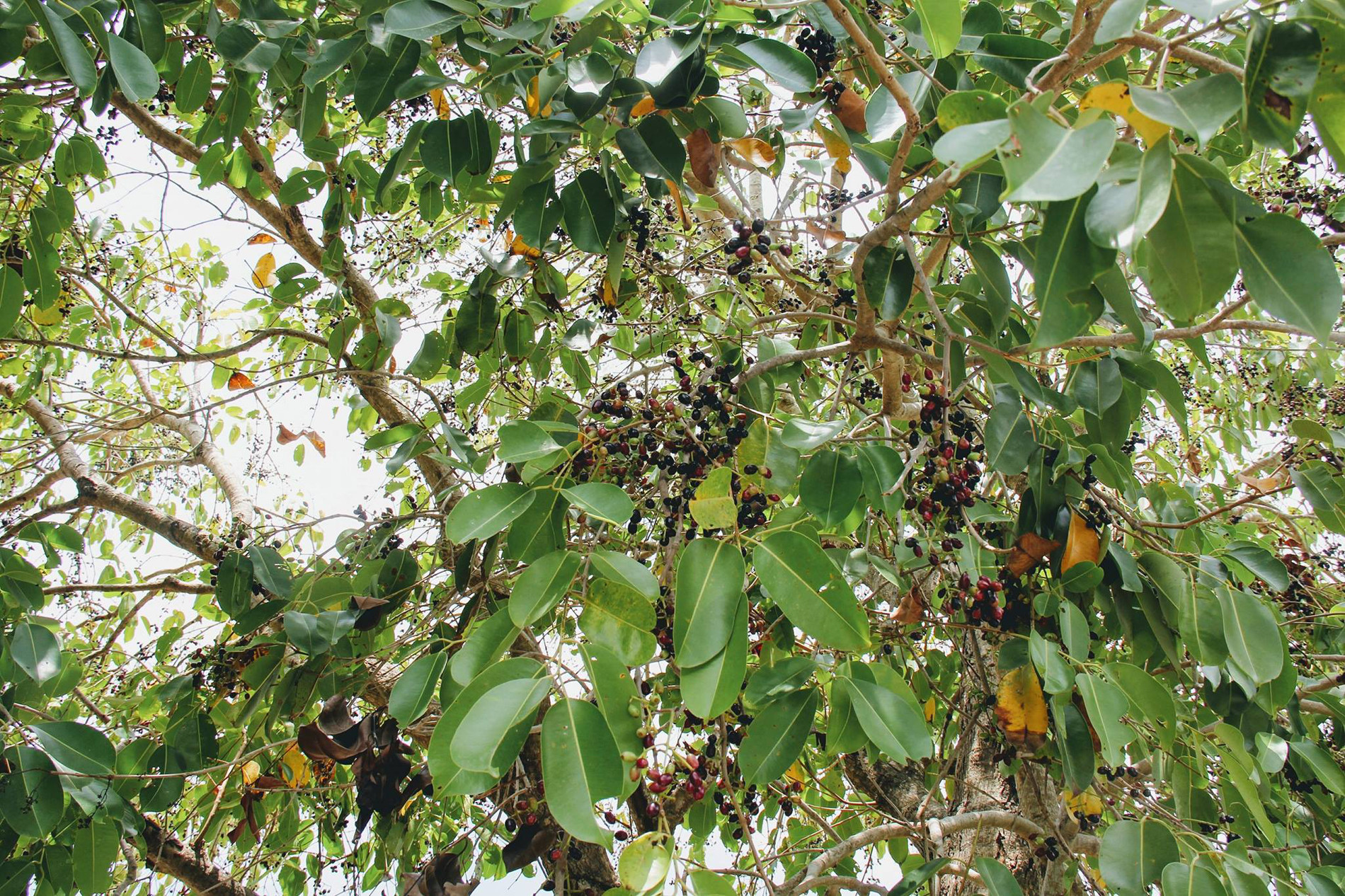 trái trâm An Giang Phạm Kiều Ni.jpg