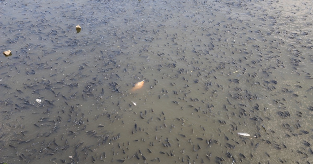 Millions of fish surface gasping for air in Ho Chi Minh City canal