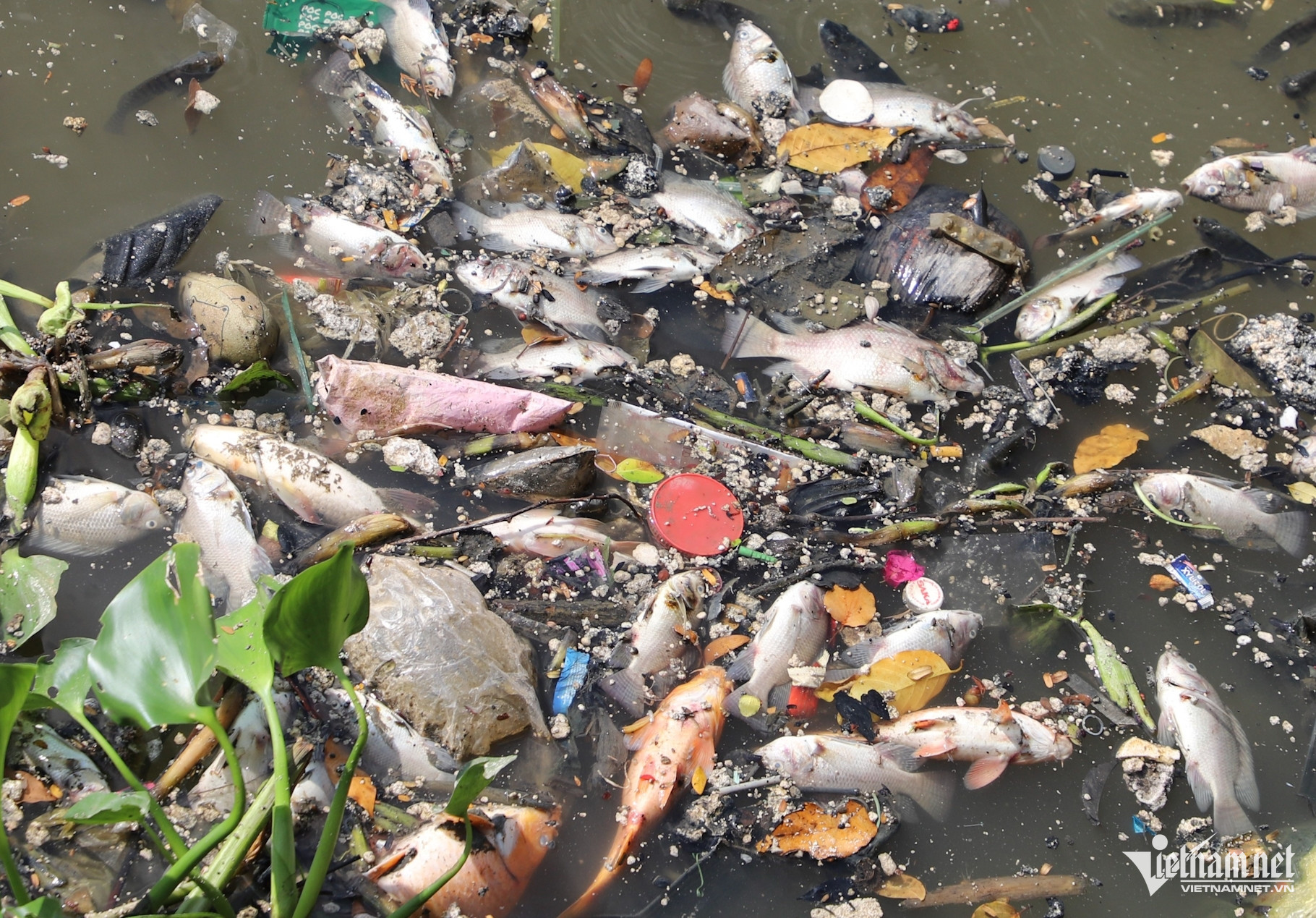 water pollution hcmc.jpg