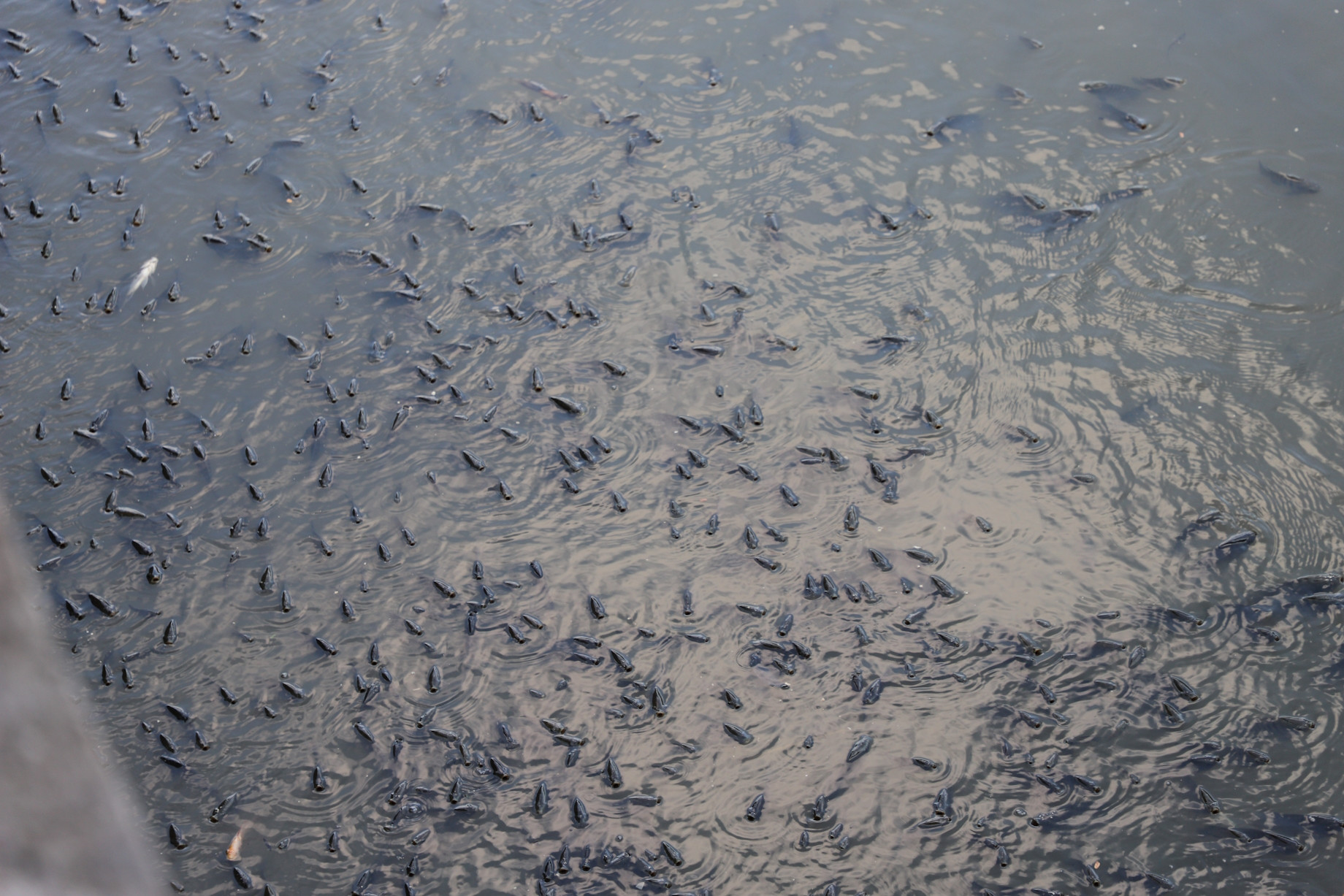 water pollution hcmc6.jpg