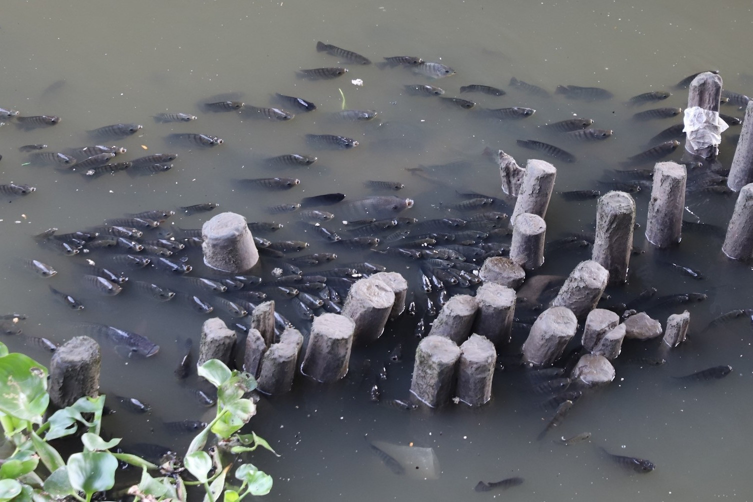 water pollution hcmc7.jpg