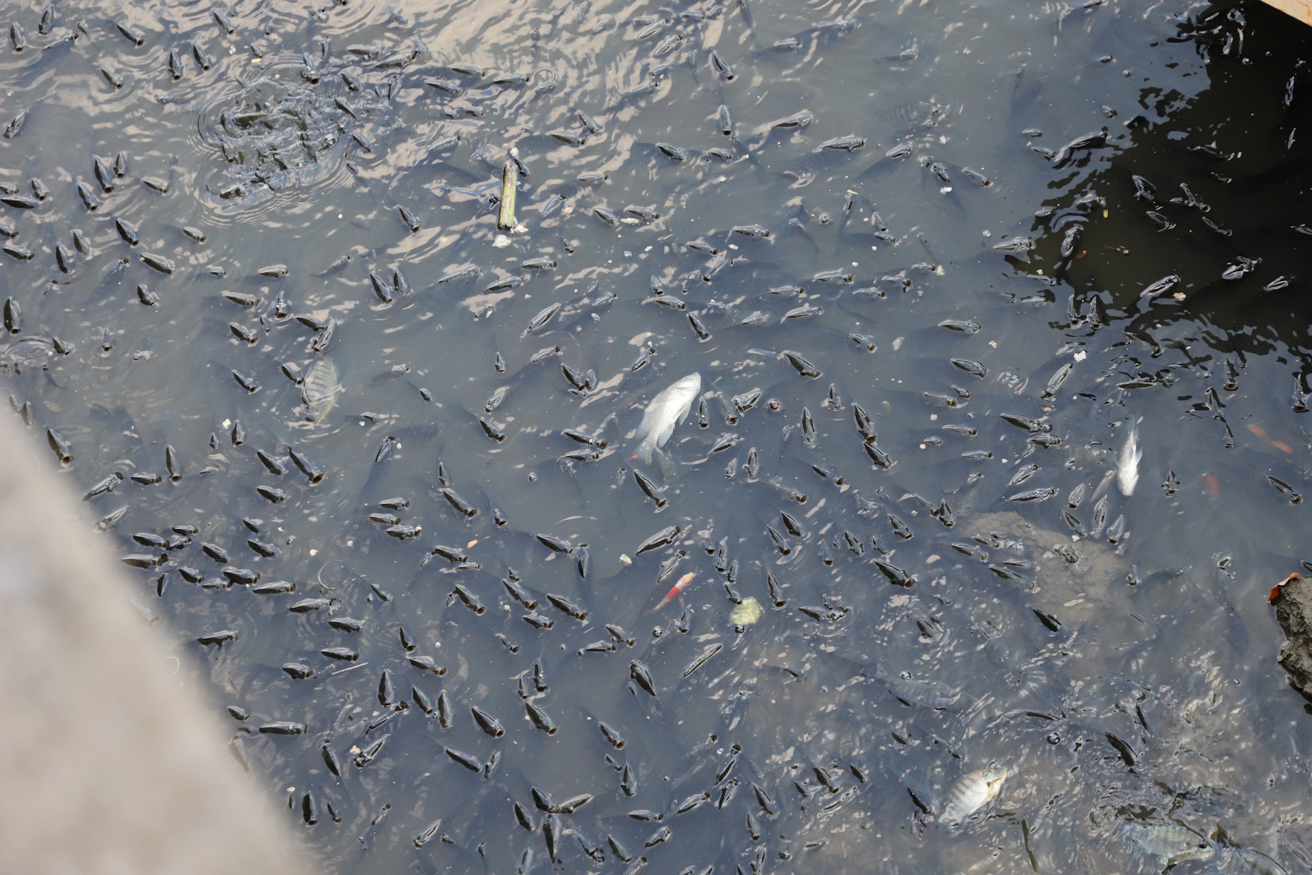 water pollution hcmc8.jpg