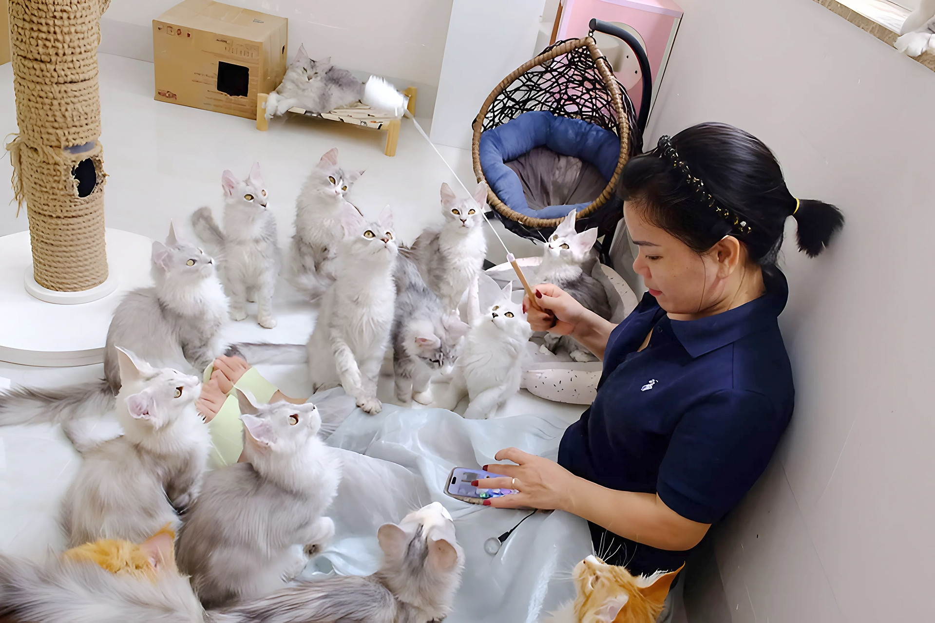 Binh Duong woman turns VND31 million into billions by raising cats