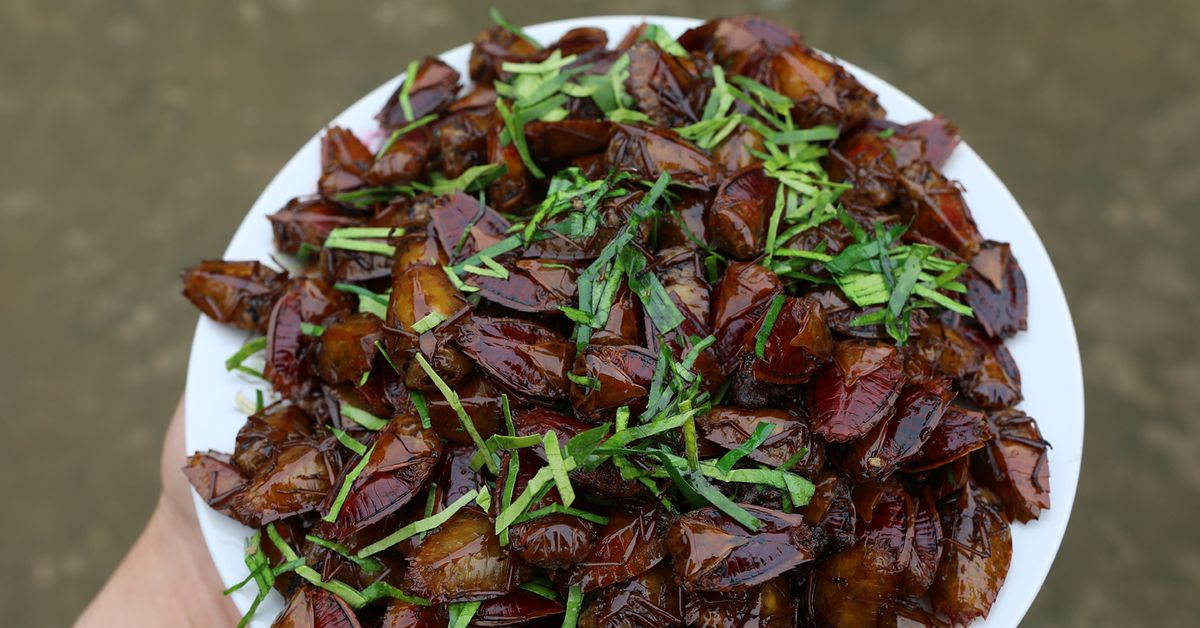 Fried stink bugs turn fear into flavor in Northwest Vietnam