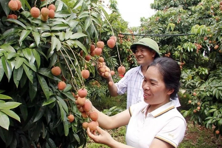 Lychee output expected to rise 30% this year