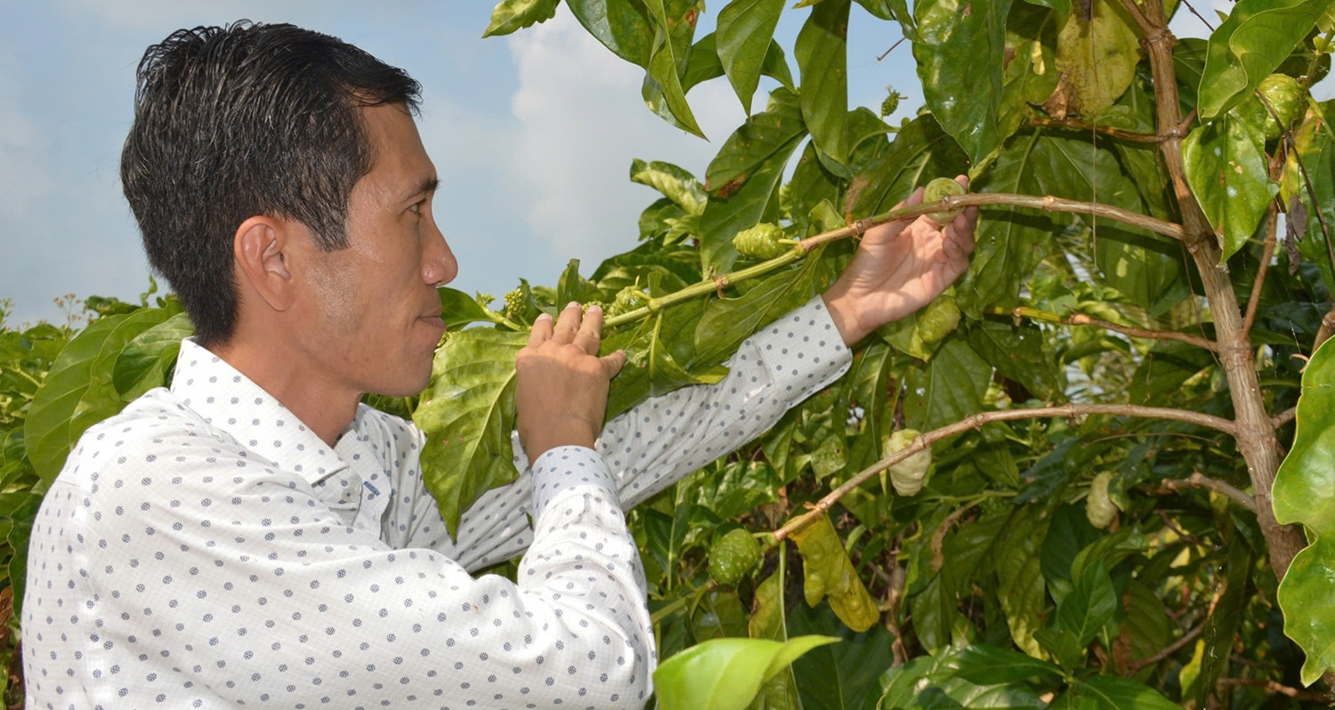 Mekong Delta man earns big by farming noni, once considered a wild plant