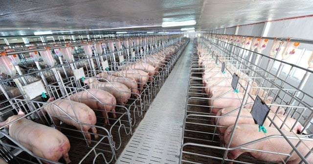 Booming pork demand sparks race among Vietnam’s top pig producers