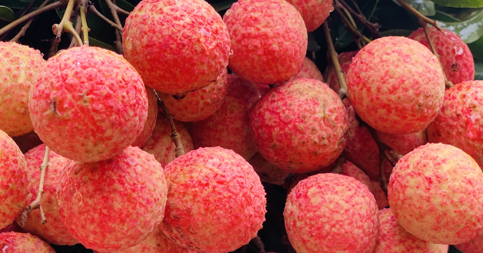 Chinese traders buy 4,000 tons of Bac Giang lychees in 10 days