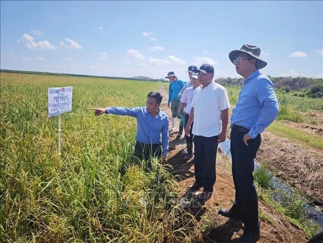 Vietnam-Cuba rice production cooperation project generates positive results