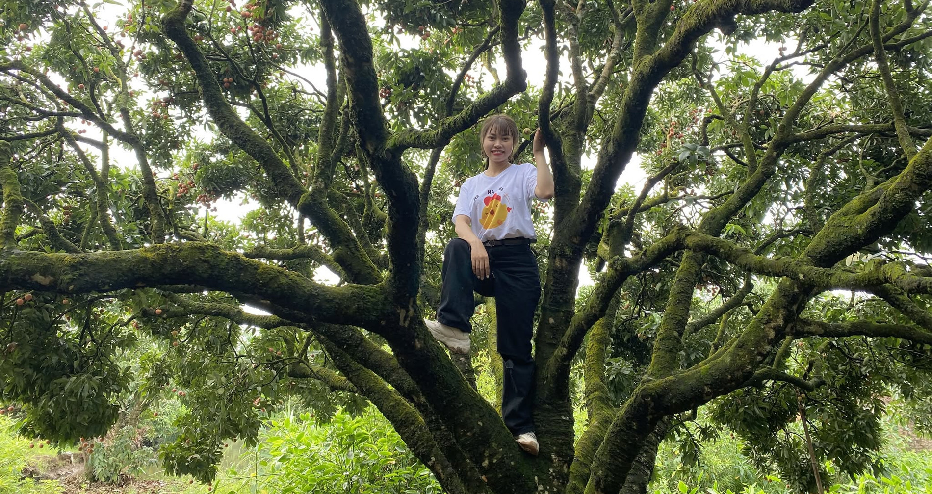 Ancient lychee orchard draws visitors in Hai Duong