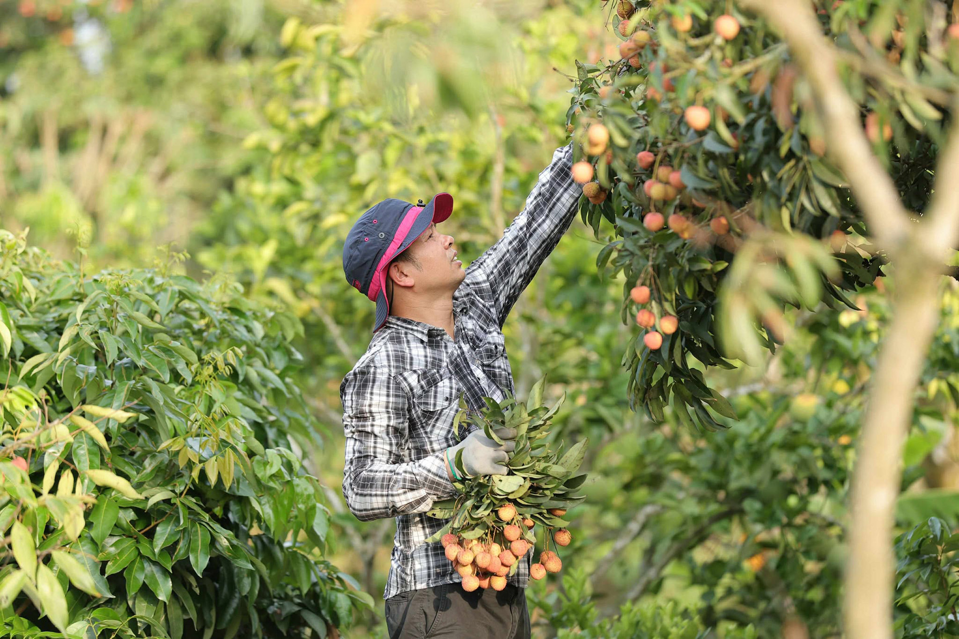 lychee garden.jpg