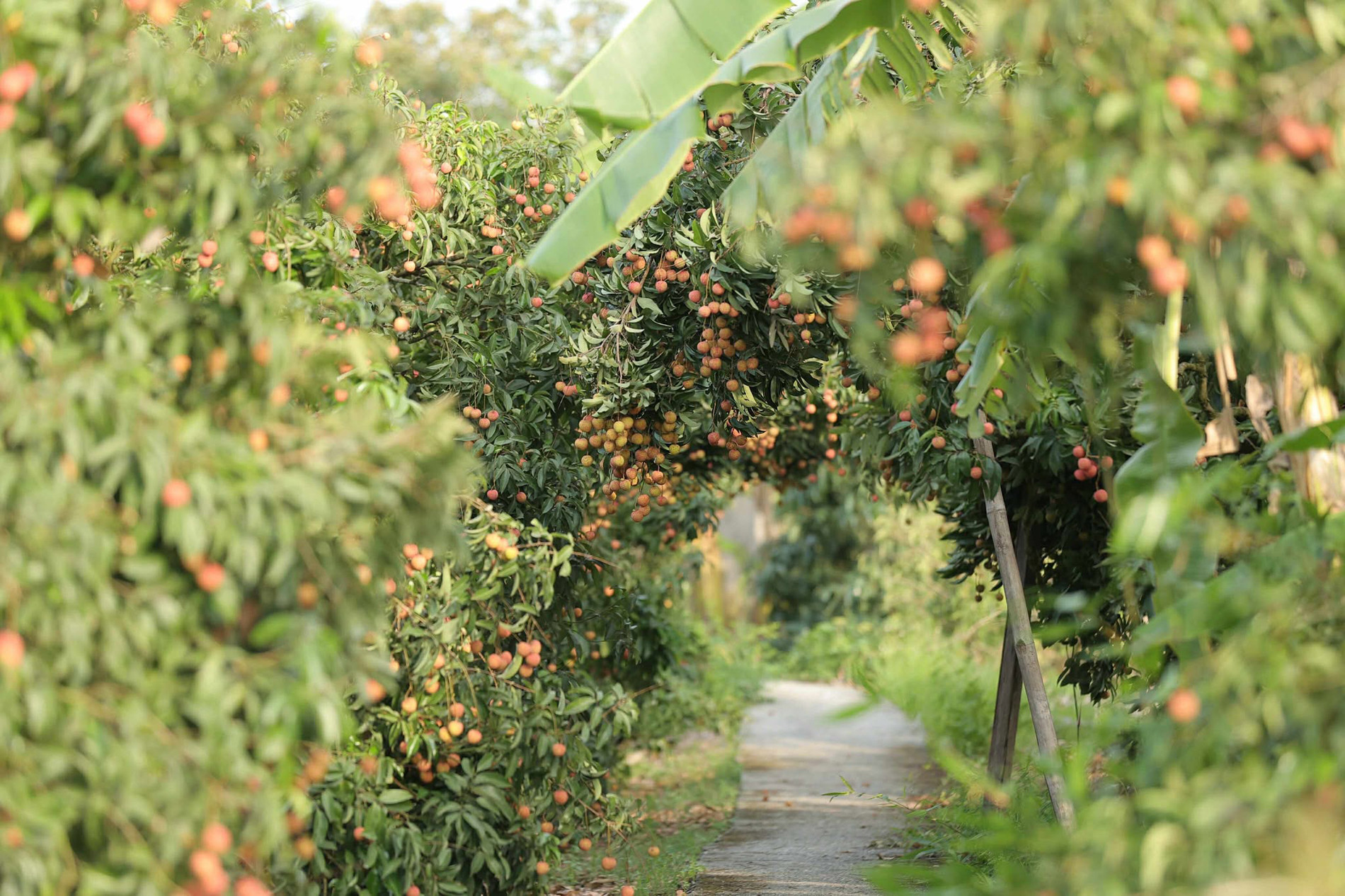 lychee garden3.jpg
