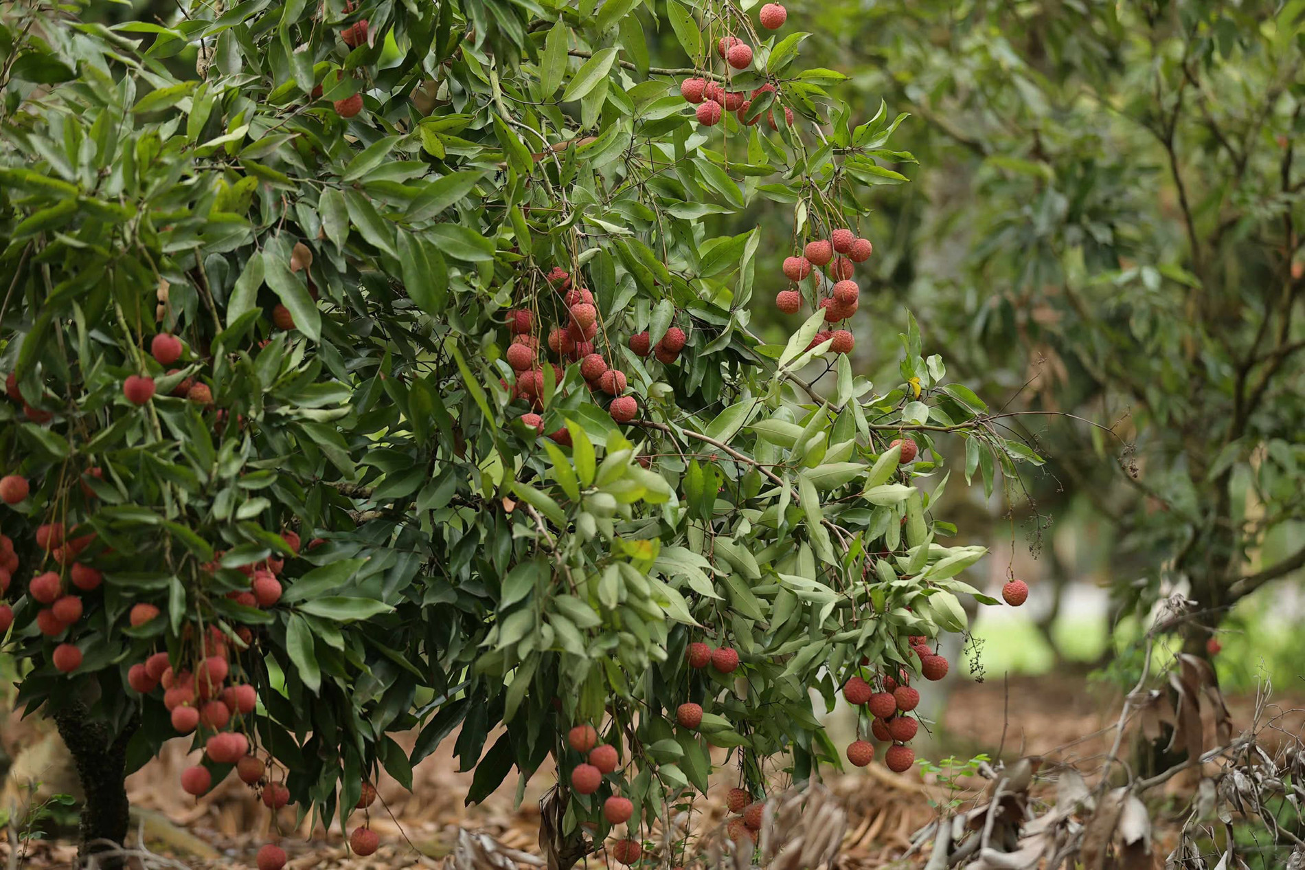 lychee garden5.jpg