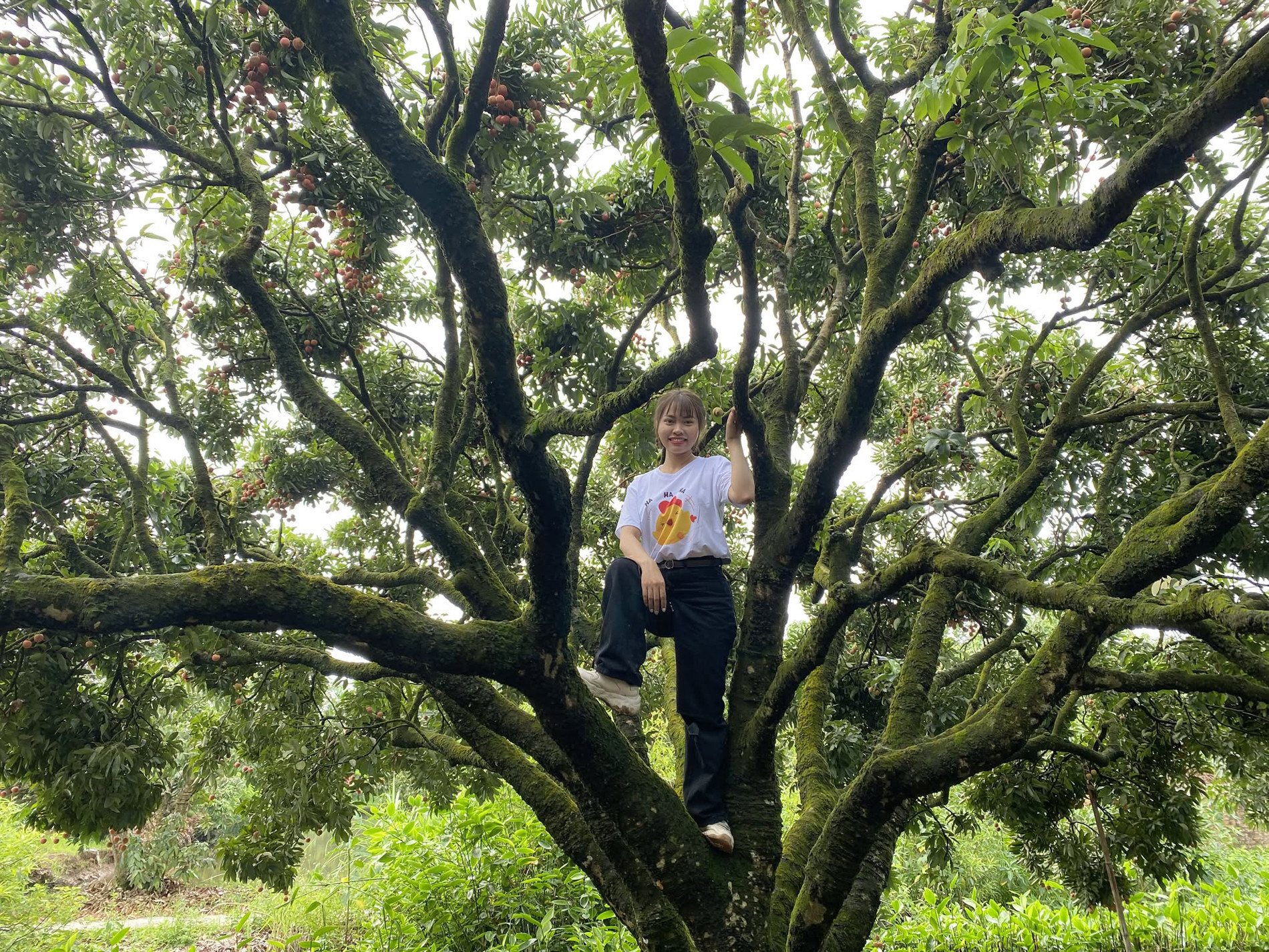 lychee garden5.jpg