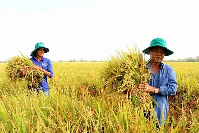 Shaping VN carbon credit market demands robust institutional framework: workshop