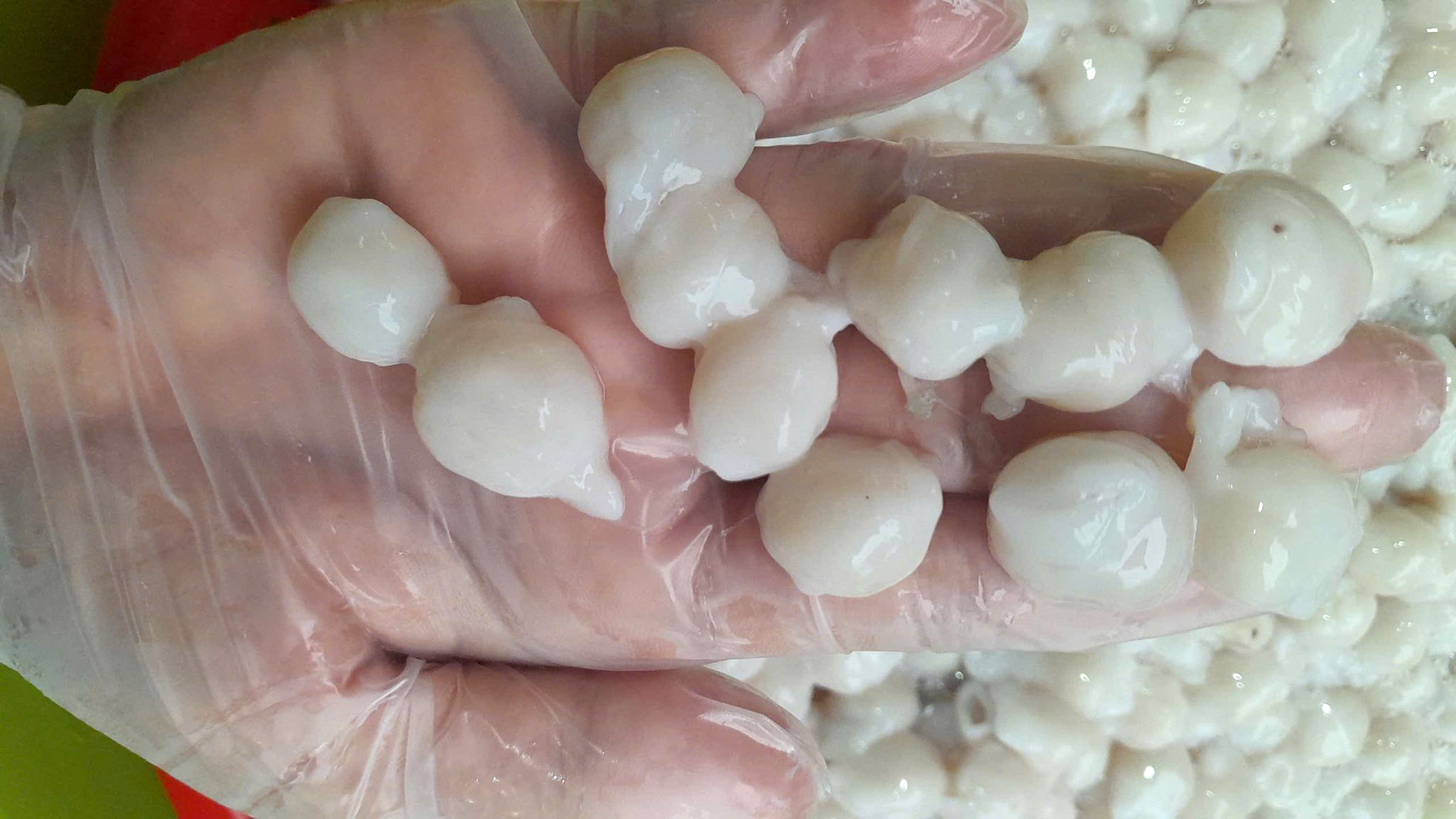 răng mực tường vy trần.jpg