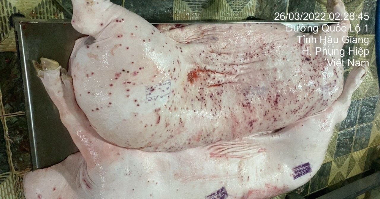 Inspection confirms viral pig photo from C.P. Vietnam contractor
