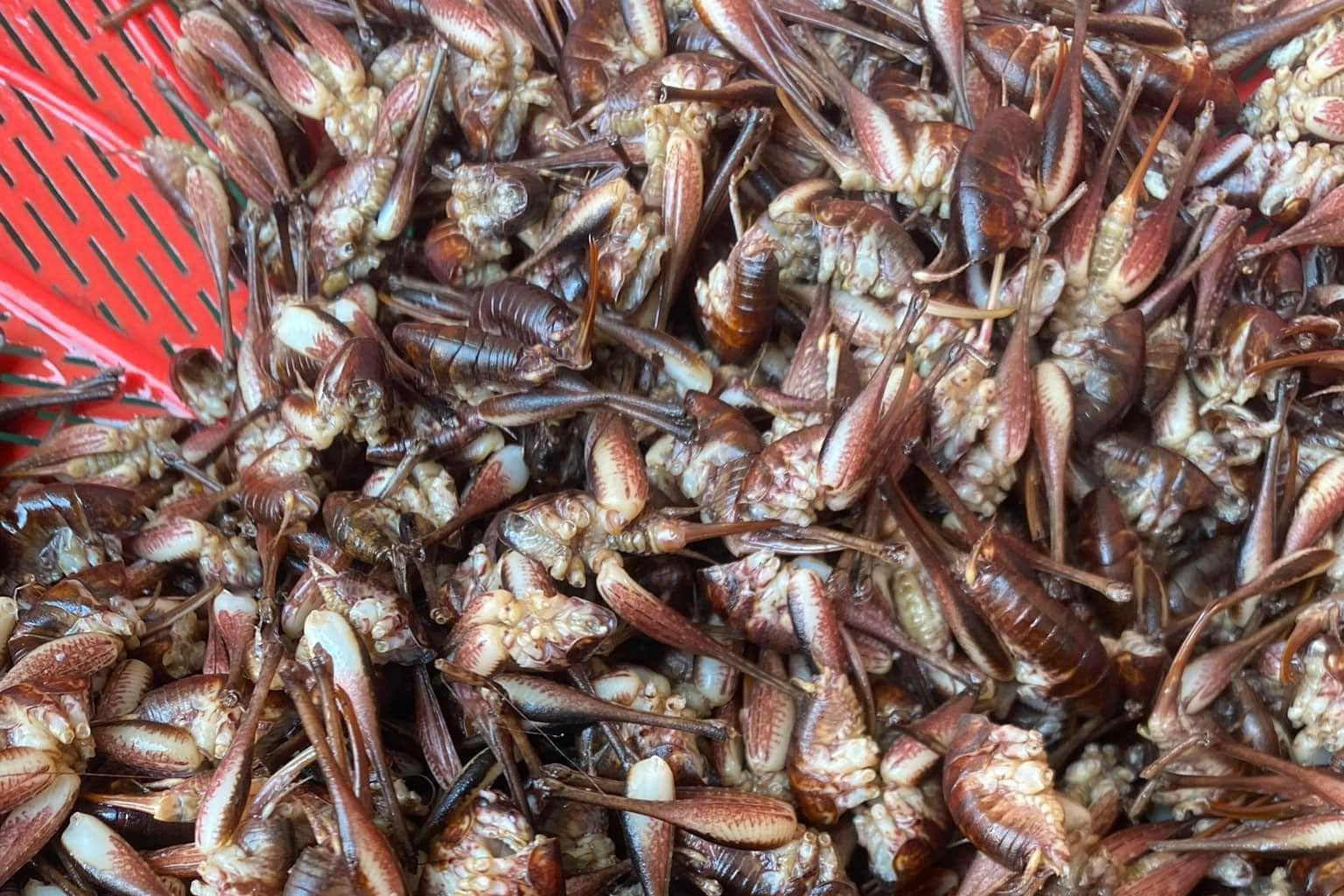 Three dishes that may terrify diners but are famously delicious in northern VN