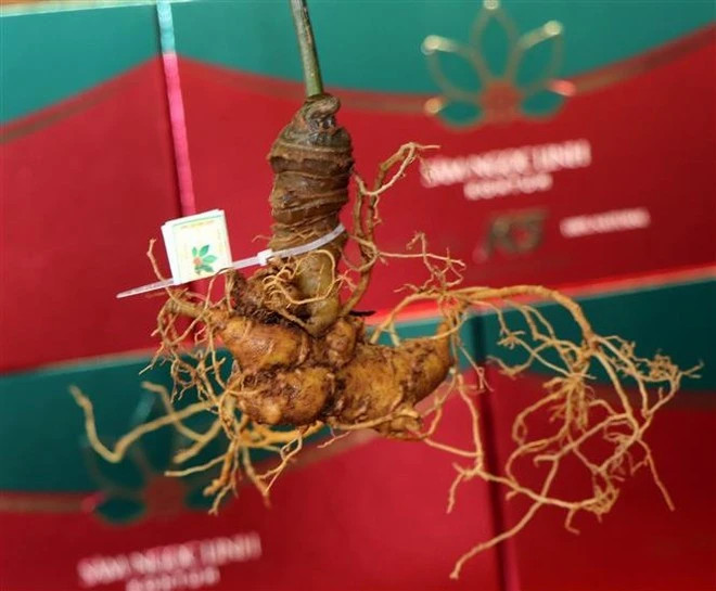 Quang Nam positioned as medicinal plant hub
