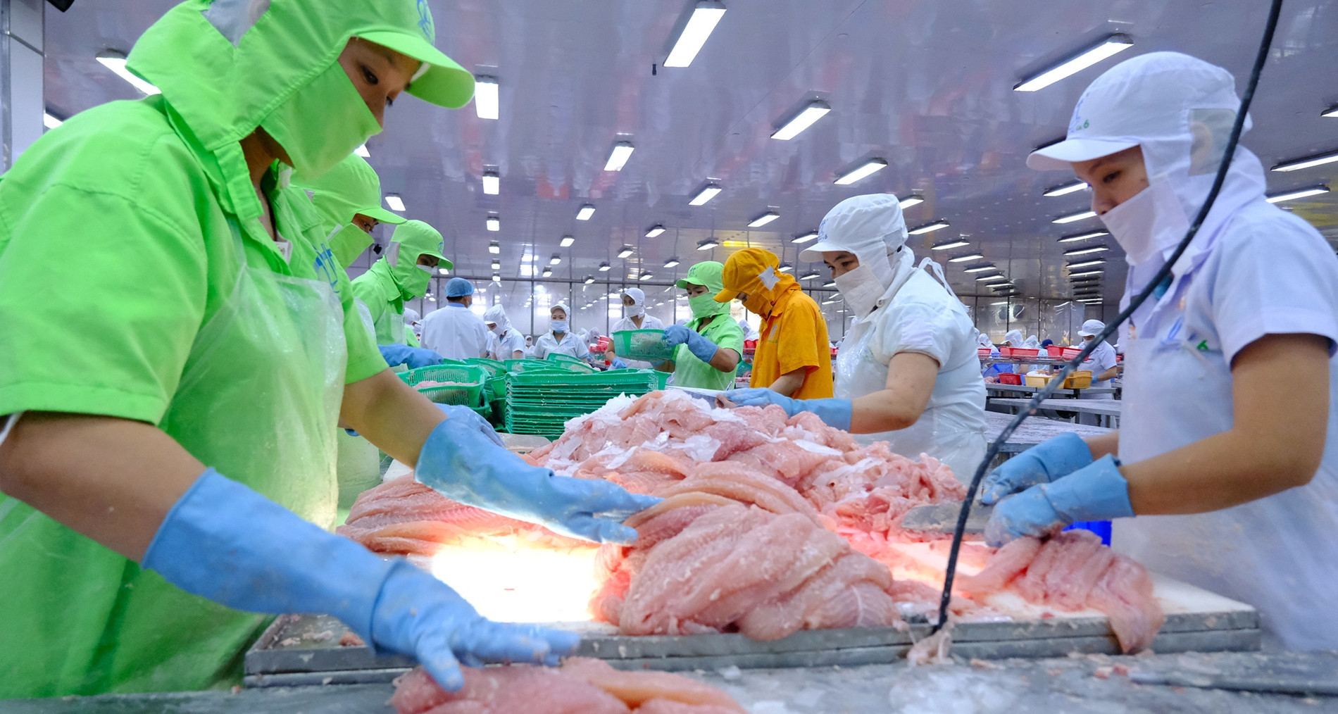 US grants zero tariff to Vietnam pangasius exporters