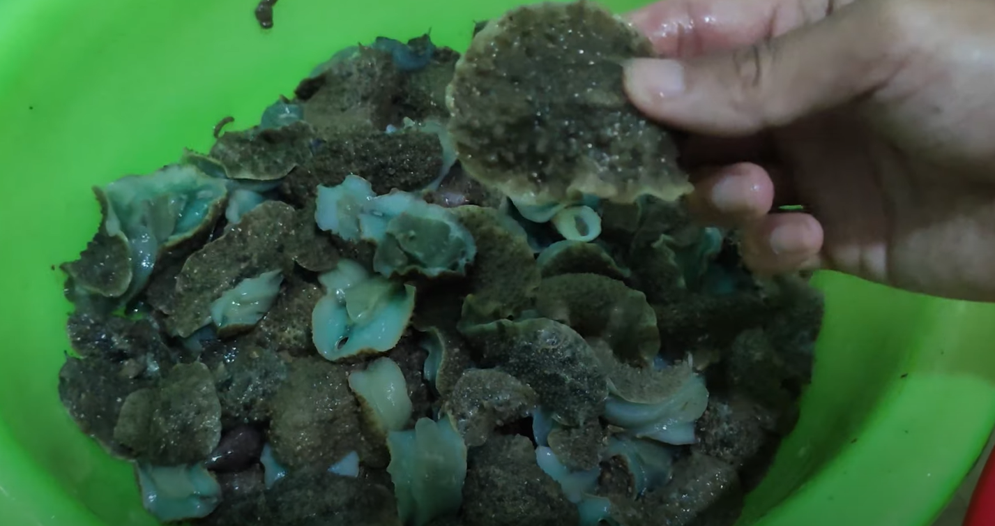 Weird sea creature in Thanh Hoa is chewy like abalone and sells by the kilo
