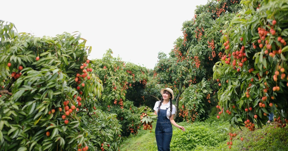 Lychee season draws tourists to Bac Giang