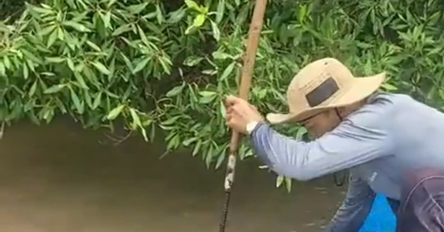 Dolphin with deep wound guided back to sea by Ca Mau fishermen