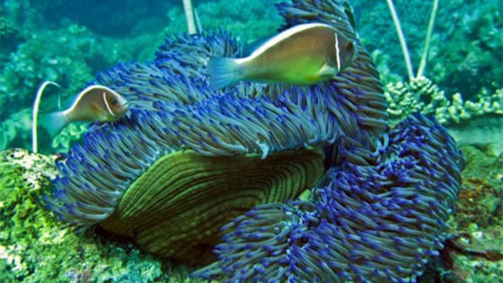 Vietnam’s coral reefs and seagrass beds foster marine biodiversity