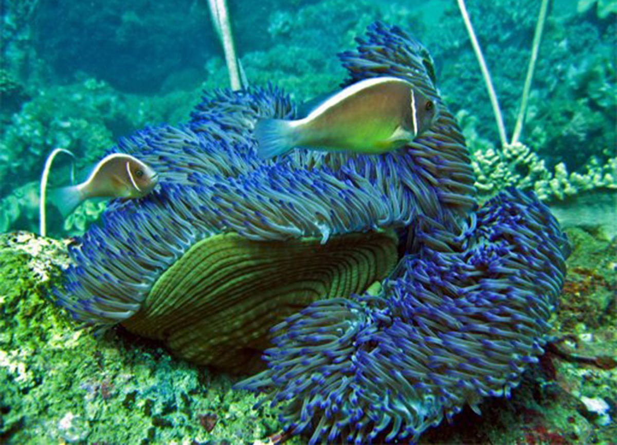 San hô, cỏ biển tạo nên môi trường sống lý tưởng cho các loài thủy sản. Ảnh: Khu bảo tồn biển Cù Lao Chàm.