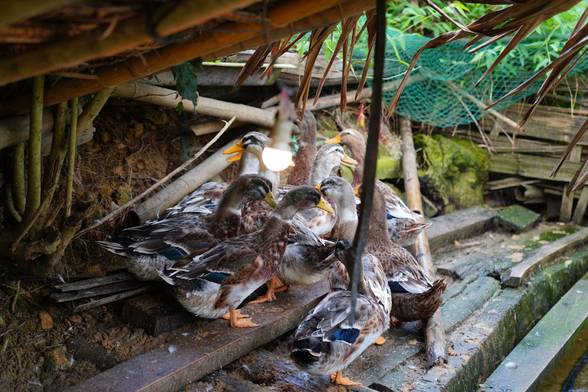 vietnam pagoda10.jpg