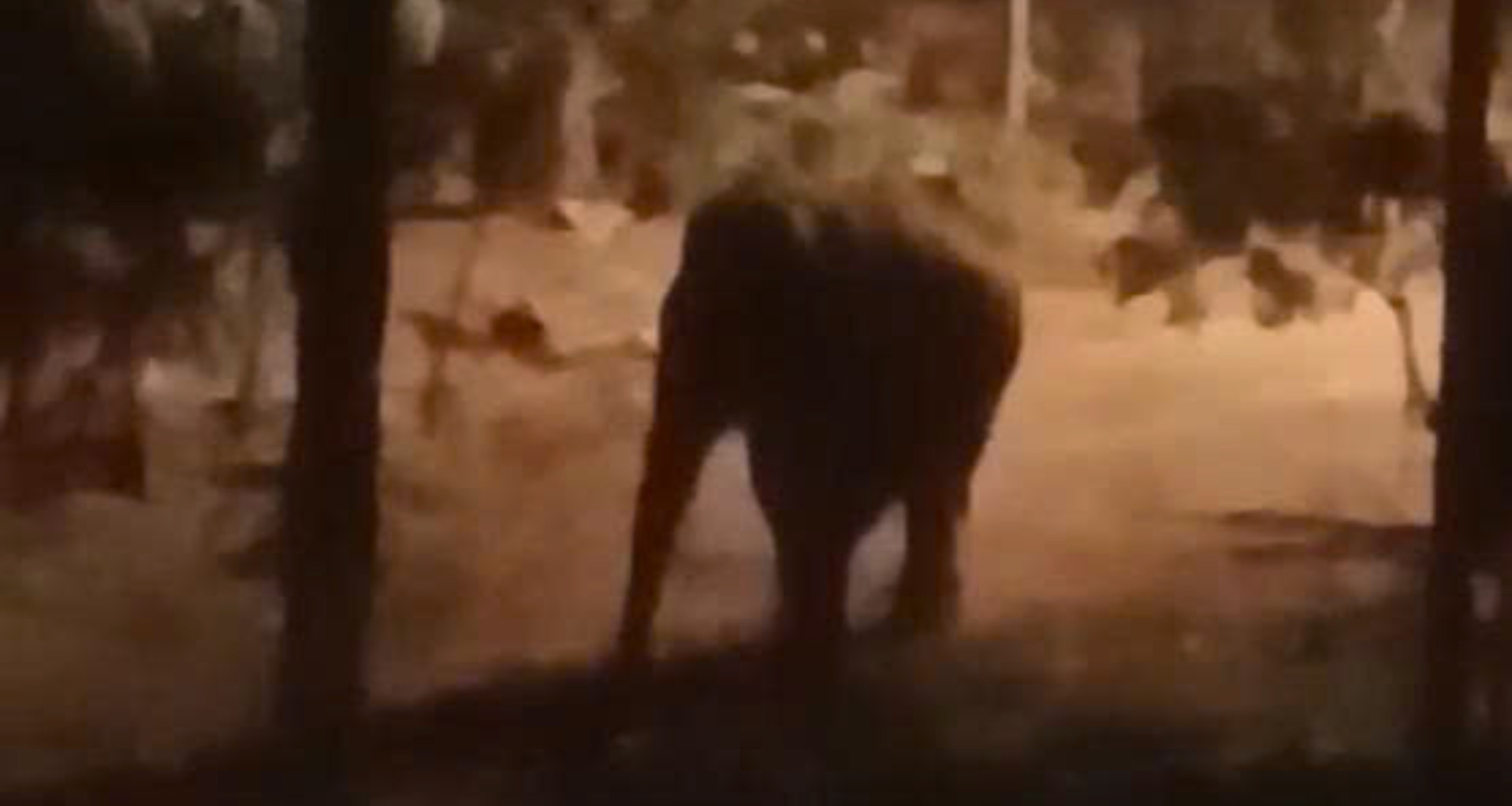 Vietnamese man dies in suspected wild elephant attack