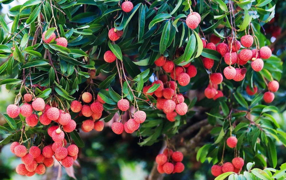 2025 lychee harvest set for bumper crop