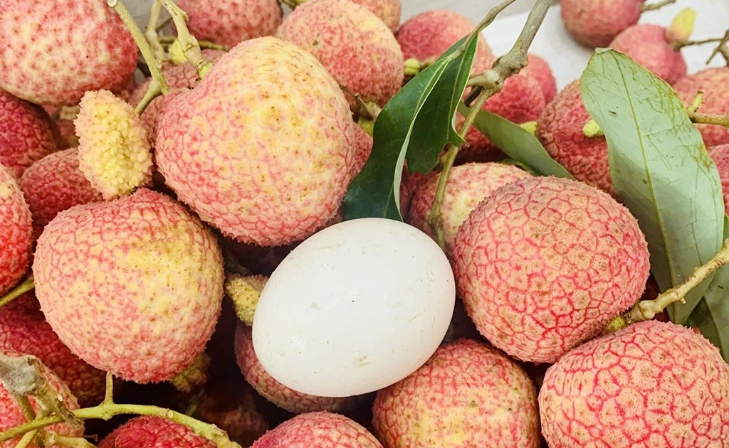 Hung Yen egg-shaped lychees sold out before harvest begins