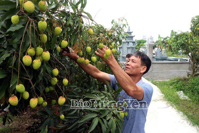 Hung Yen egg-shaped lychees sold out before harvest begins. (Photo: Hung Yen Newspaper)