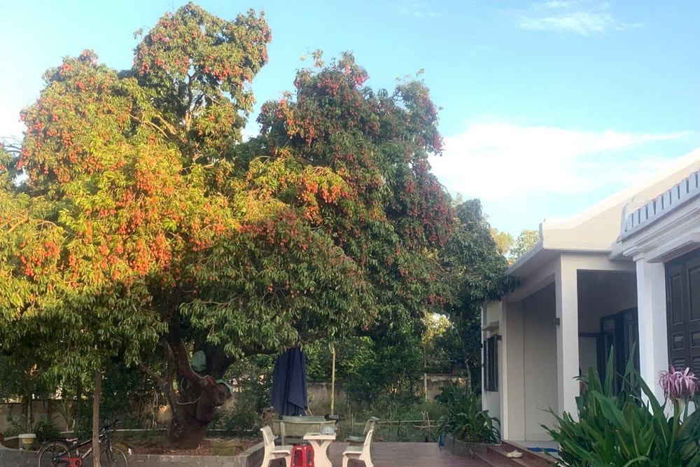 150-year-old lychee tree bears fruit for 5 generations of Da Nang family