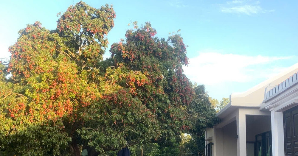 150-year-old lychee tree bears fruit for 5 generations of Da Nang family