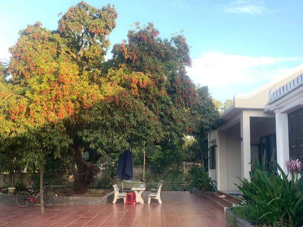 lychee DN.jpg