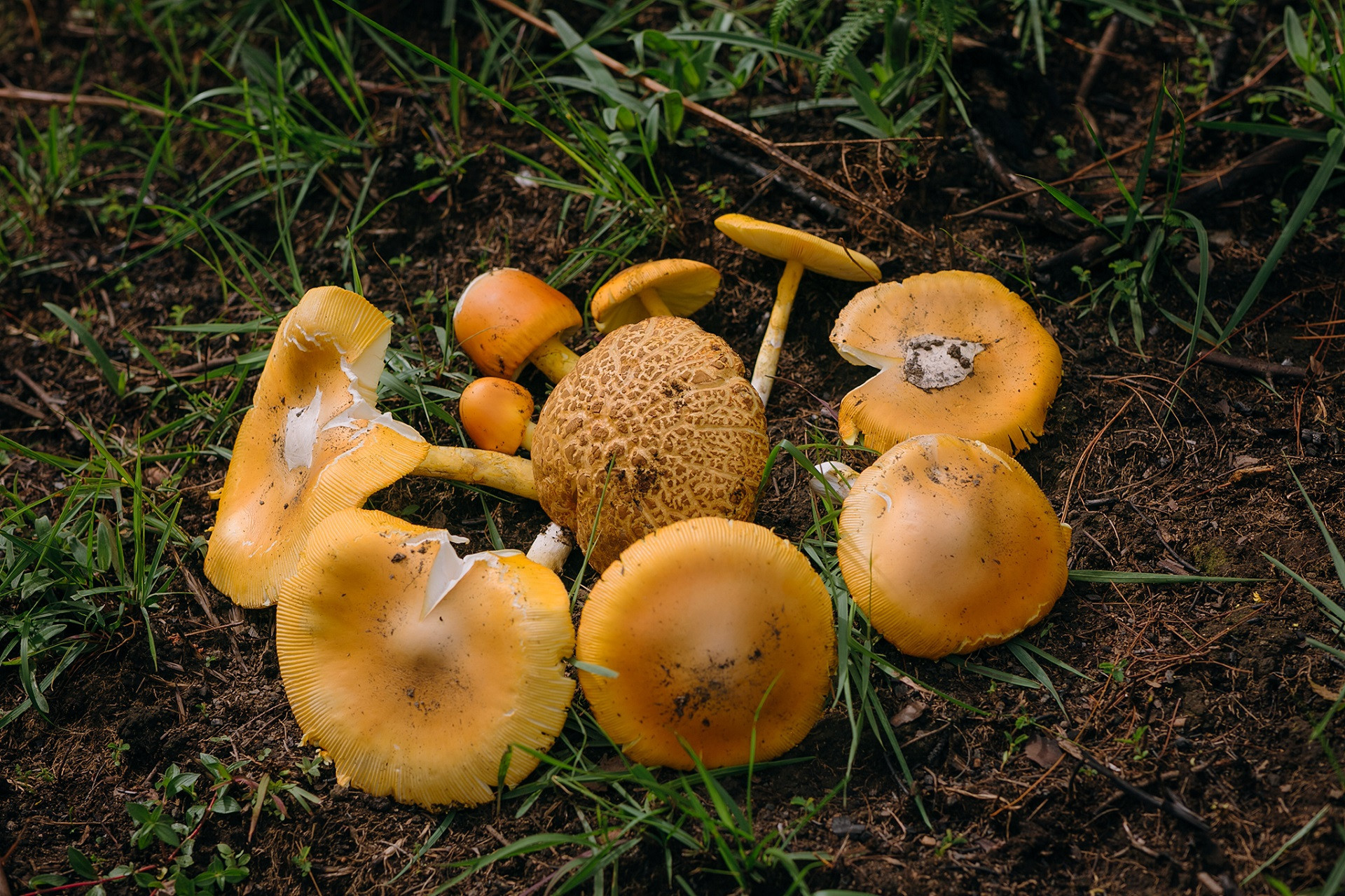 da lat9.jpg