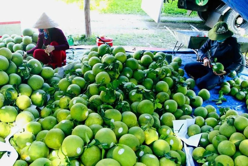 Vietnam races to achieve 65 billion USD agro-forestry-fishery export target