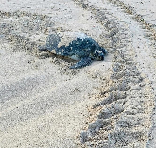 Rare sea turtle lays eggs on Lam Dong province's Hon Cau Beach