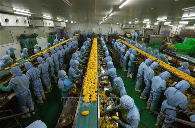 Processing agricultural products for export to Japan, the US and Europe at the B'LaoFood company in Lam Dong province. (Photo: VNA)
