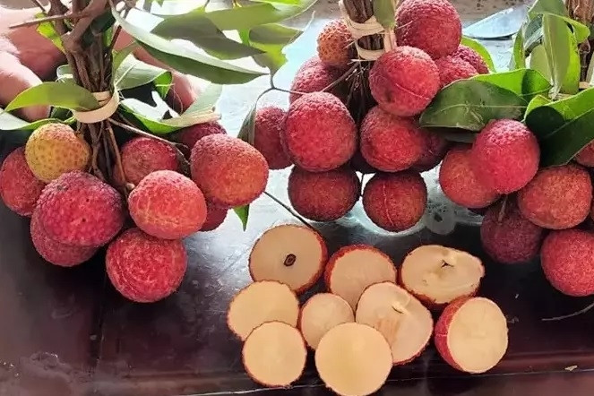 Vietnamese lychee thrives in Israel’s desert against all odds