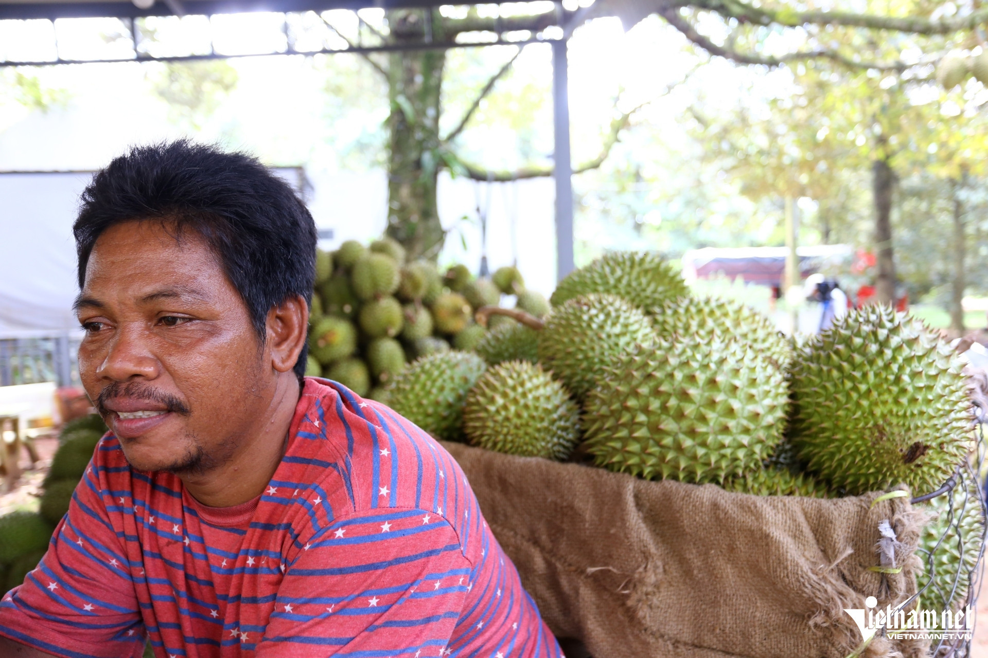 W-sau rieng   hoang anh.jpg