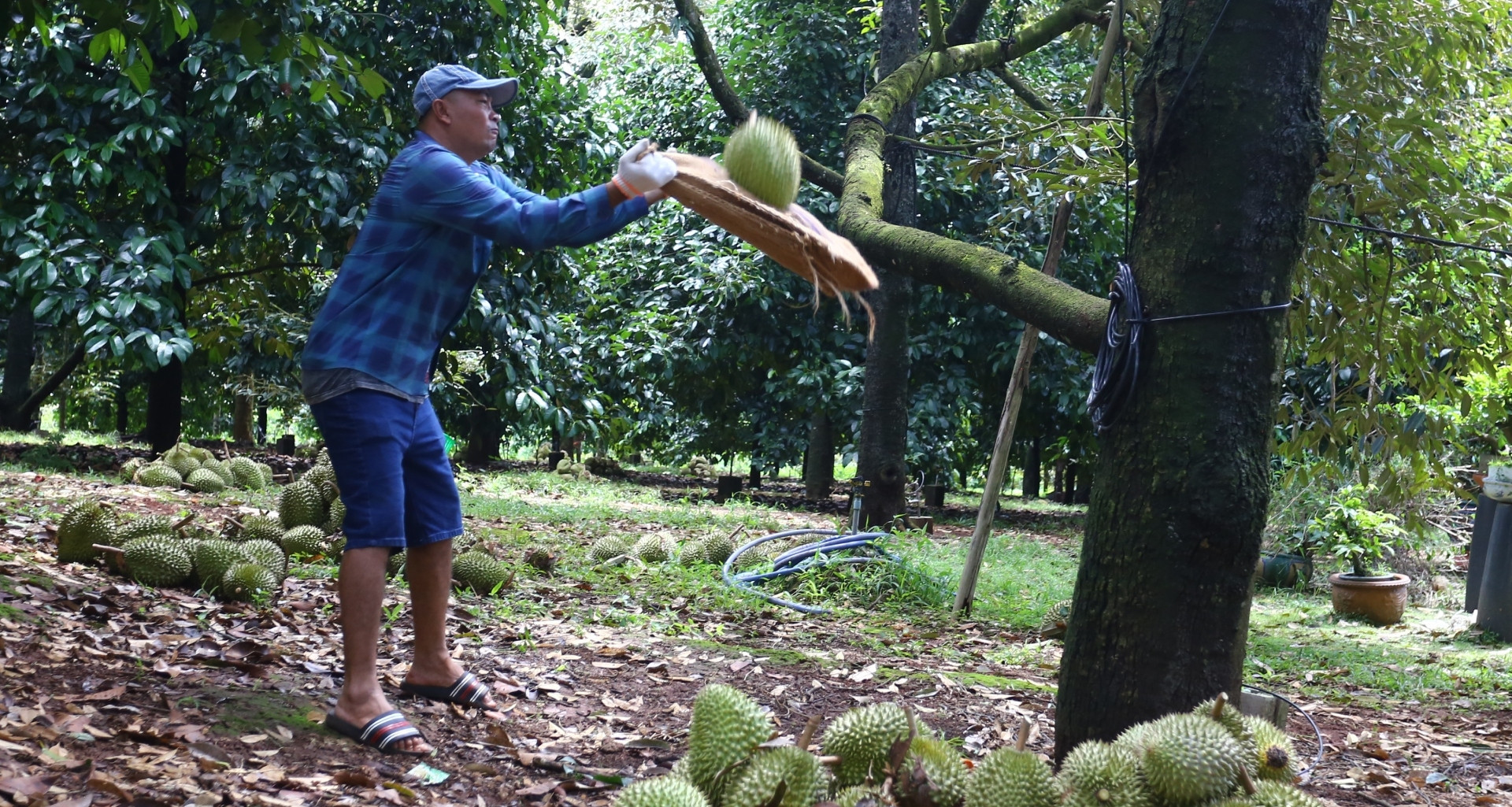 The high-flying art of durian harvesting in Vietnam