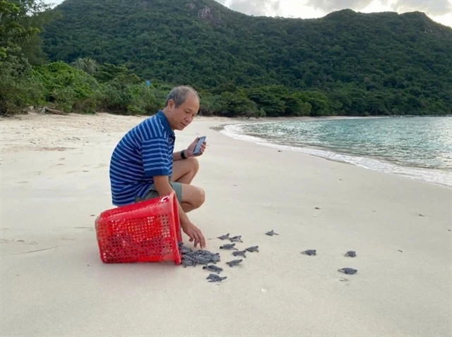 Con Dao releases thousands of baby turtles to sea