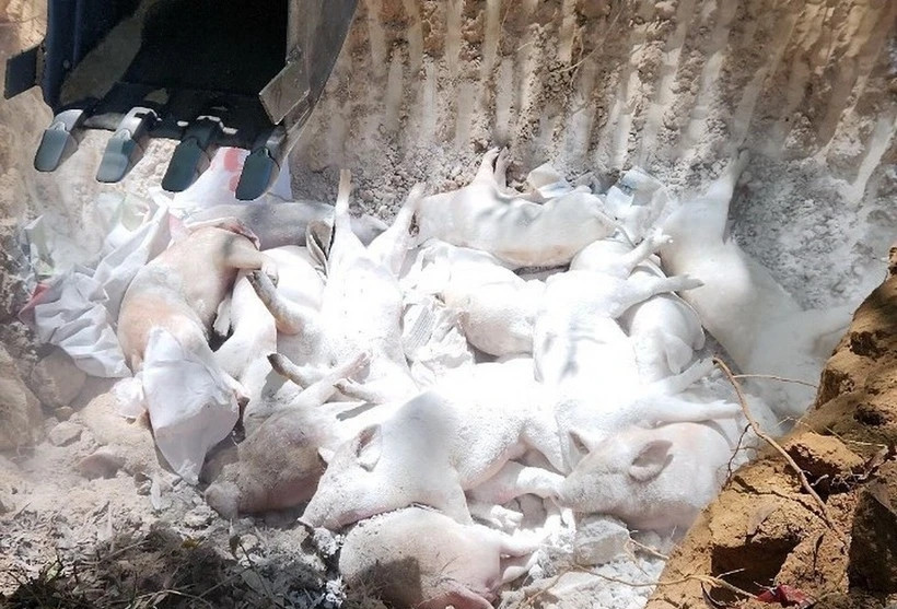 PM urged drastic solutions to African swine fever outbreaks