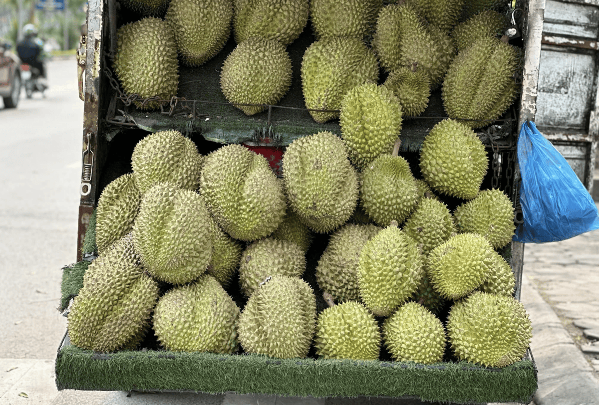 durian TamAn (1).png
