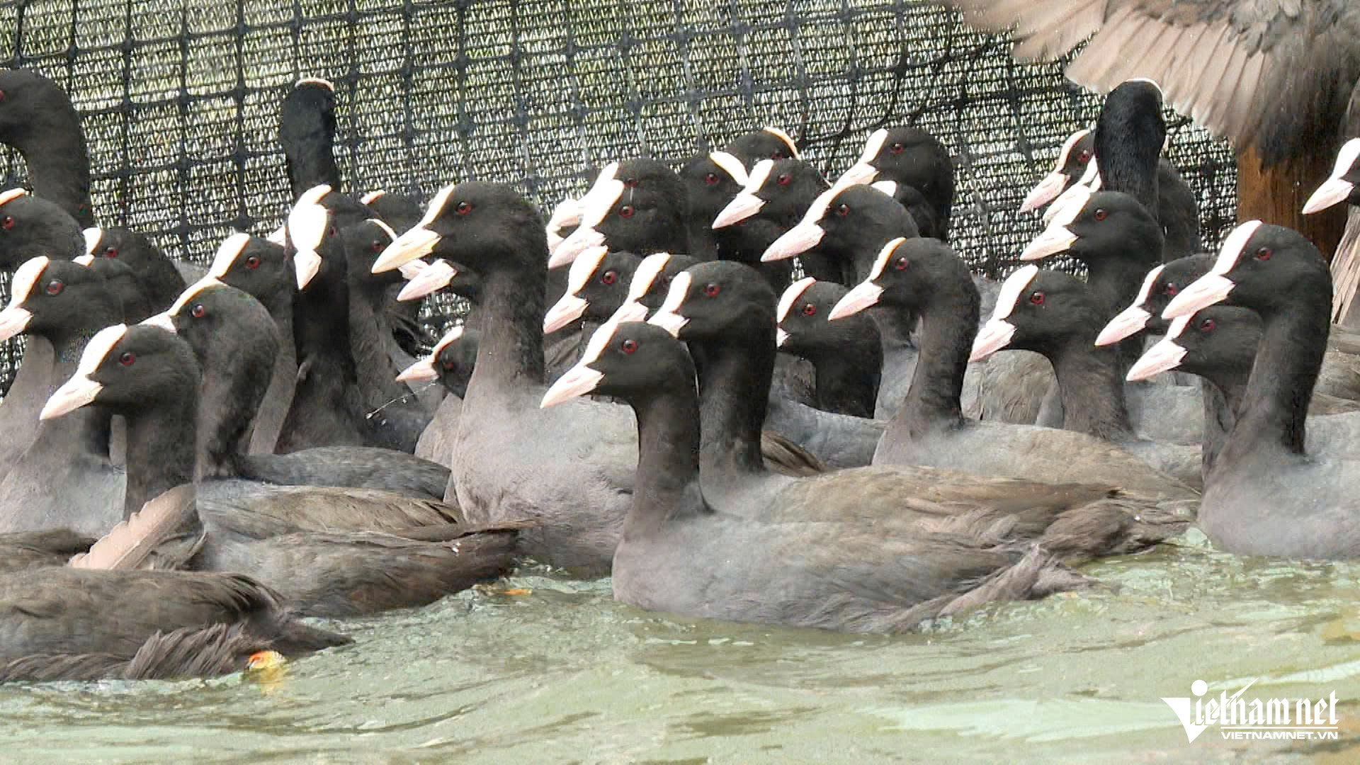 W-sâm cầm_2.JPG.jpg